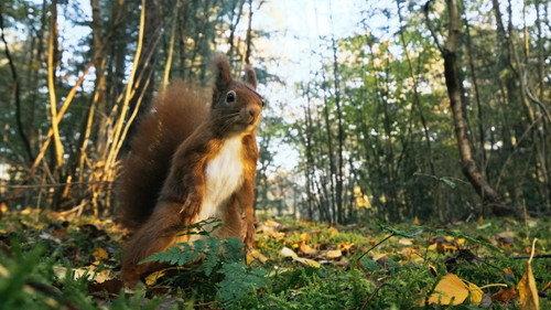 Our Nature Season 1 Episode 4 - Episode 4