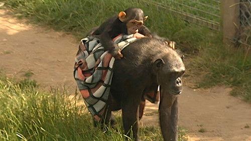 Monkey Business Season 7 Episode 3 - Episode 3