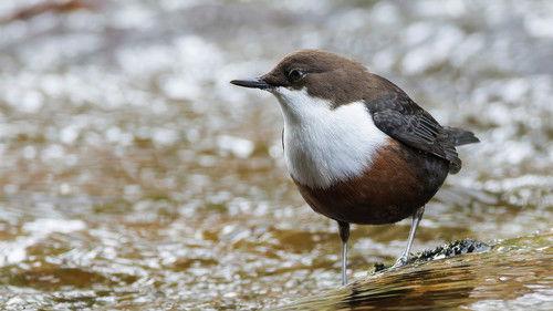 Springwatch Season 23 Episode 13 - Episode 9