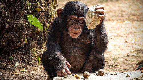 Baby Chimp Rescue Season 1 Episode 3 - A New Beginning
