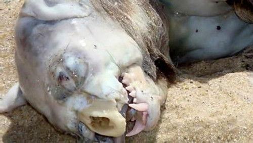 MonsterQuest Season 3 Episode 4 - Devils in America