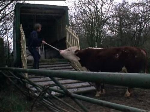 undefined Season 2 Episode 13 - A Lot of Bull and a Pat on the Back