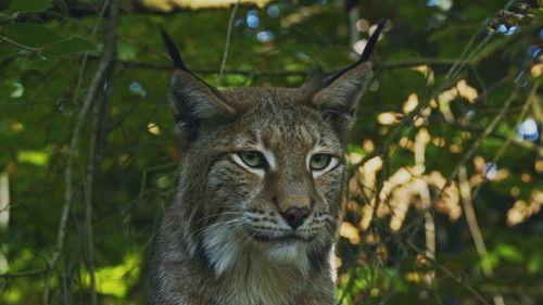 Carpathian Predators Season 1 Episode 1 - Realm of the Bear