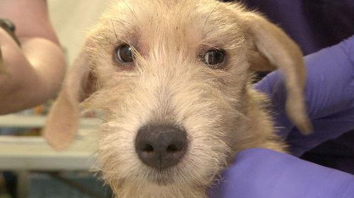 Hoarders Season 4 Episode 9 - Stacey and Roi