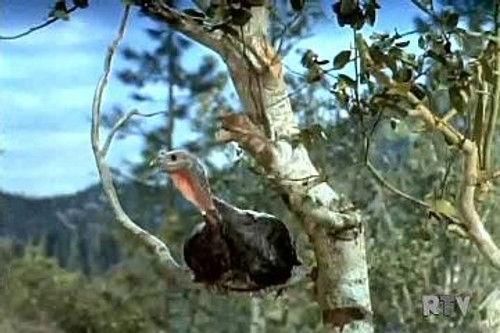 Daniel Boone Season 2 Episode 10 - The Thanksgiving Story