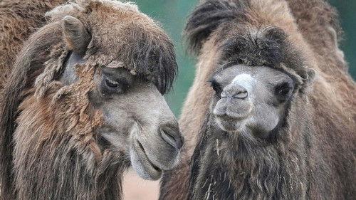 The Secret Life of the Zoo Season 8 Episode 4 - The Birthing Journey