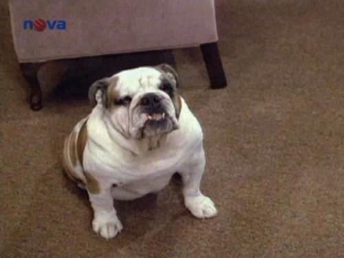 Jake and the Fatman Season 3 Episode 4 - The Way You Look Tonight