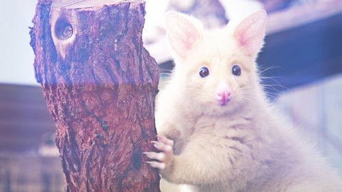 72 Cutest Animals Season 1 Episode 6 - Footpads and Flippers