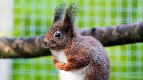 Animal Park Season 22 Episode 8 - Summer 2023: Episode 8