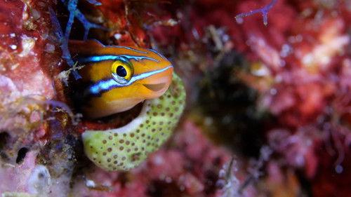 Reef School Season 1 Episode 16 - Dance Class