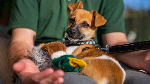 The Dog House Season 4 Episode 2 - Episode 2