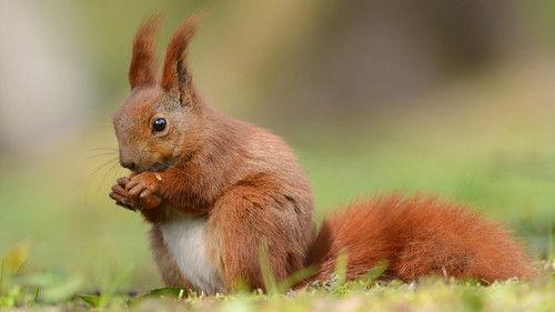 Nature Season 42 Episode 17 - Wild Ireland: Kingdom of Stone