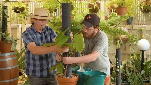 Gardening Australia Season 33 Episode 8 - Episode 8 Roof Garden, Fagus, Pollen & Aroid Poles