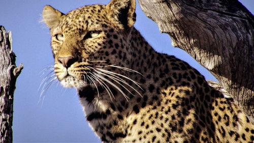 Tierische Kämpfe Season 1 Episode 1 - Episode 1