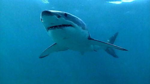 Wildlife Specials Season 1 Episode 13 - Killer Whale