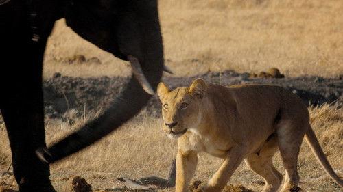 Natural World Season 35 Episode 10 - Return of the Giant Killers: Africa's Lion Kings