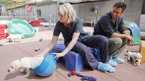 Pick of the Litter Season 1 Episode 3 - Training Begins