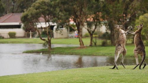 Animal Fight Night Season 5 Episode 7 - Rampage!