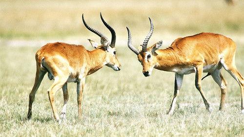 The Great Rift: Africa's Wild Heart Season 1 Episode 3 - Grass