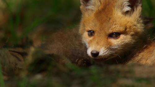 Our Nature Season 1 Episode 2 - Episode 2