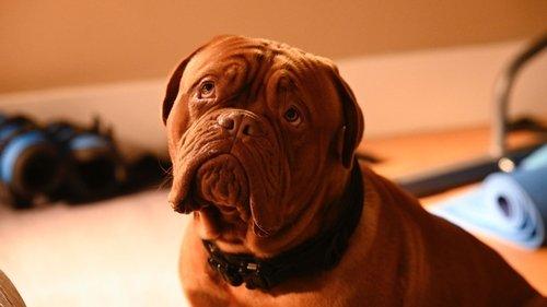 Background image for A Good Day To Dog Hard