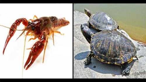 Learn Japanese from the News Season 2 Episode 14 - Japan Bans Trade of Invasive Crayfish and Turtles