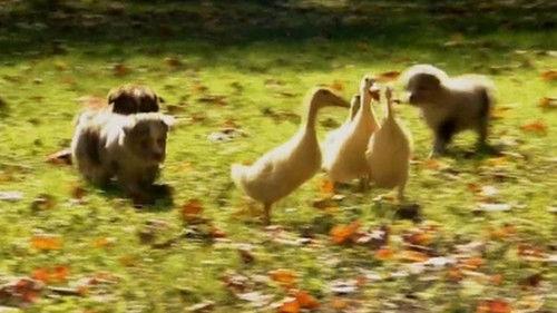 Too Cute Season 1 Episode 3 - Puppies and Ducklings