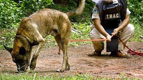 NOVA Season 31 Episode 11 - Dogs and More Dogs