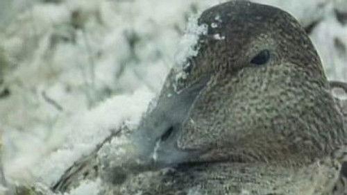 Natural World Season 17 Episode 14 - Tough Ducks