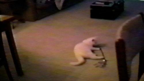 Funniest Pets & People Season 1 Episode 14 - Tight Squeeze