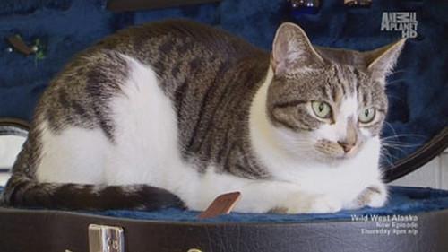 My Cat from Hell Season 4 Episode 15 - Devil Cat