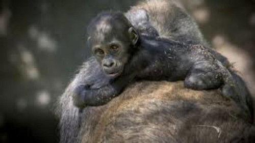 The Zoo: San Diego Season 1 Episode 1 - Welcome to Our World