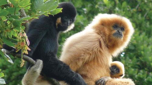 Monkey Life Season 4 Episode 4 - Episode 4