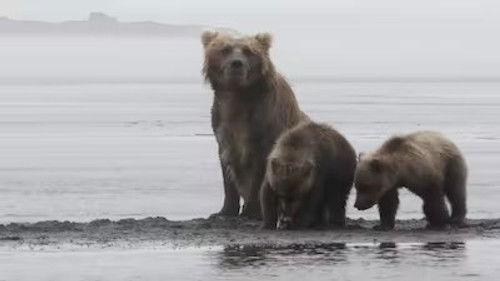 The Tracker's Diary: Bears of Katmai Season 1 Episode 5 - Neighbors, Old and New