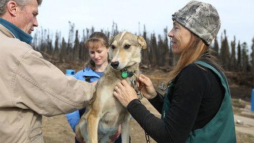 Dr. Oakley, Yukon Vet Season 4 Episode 3 - Raging Bison
