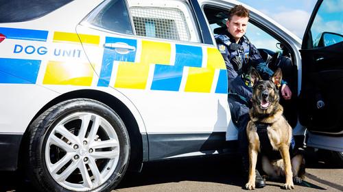 Dog Squad Season 14 Episode 10 - Episode 10