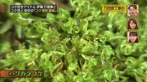 Nogizaka Under Construction Season 1 Episode 9 - Ito Marika Moss Inquiry