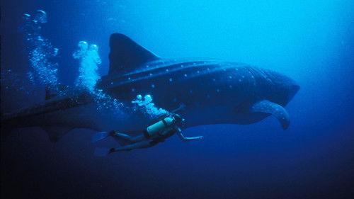 Nature Season 17 Episode 2 - The Secret World of Sharks and Rays