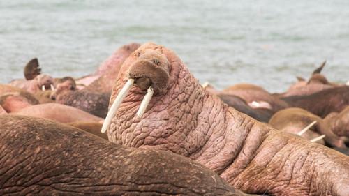 Nature Season 44 Episode 1 - Walrus: Life on Thin Ice