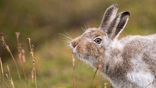Springwatch Season 18 Episode 10 - Episode 10