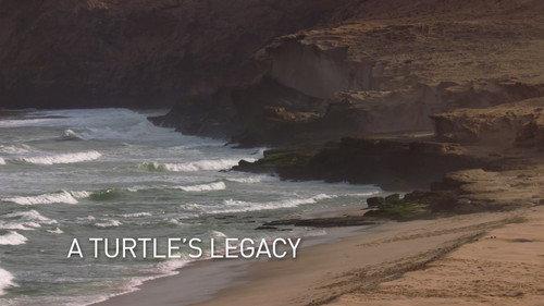 Arabian Seas Season 1 Episode 5 - A Turtle's Legacy