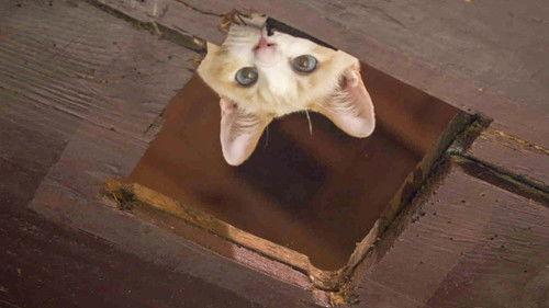 A Cat's-Eye View of Japan Season 2 Episode 2 - Shimane: Pure Water and Tradition