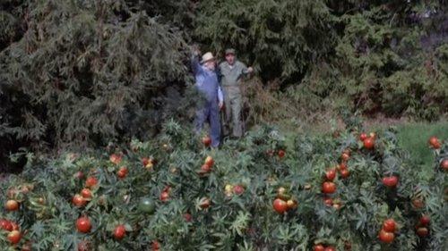 Gomer Pyle, U.S.M.C. Season 4 Episode 25 - The Price of Tomatoes