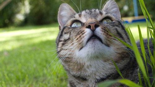 Cats of Claw Hill Season 1 Episode 2 - Barking Mad