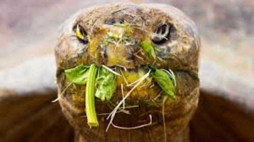 The Zoo: San Diego Season 1 Episode 2 - New Day for an Old Tortoise