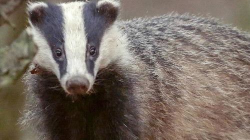 Des bêtes et des sorcières Season 1 Episode 4 - Episode 4