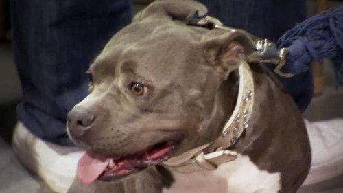 Pit Bulls and Parolees Season 2 Episode 3 - A Final Verdict