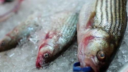 A Chef's Life Season 2 Episode 7 - The Fish Episode, Y'all