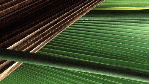 Nature Season 17 Episode 15 - The Seedy Side of Plants