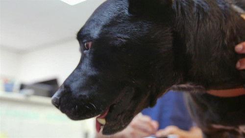 Bondi Vet: Coast to Coast Season 1 Episode 3 - A Nutty Situation